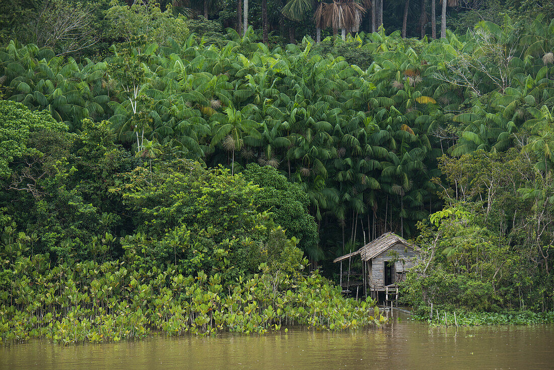 A house on stilts stands among tall palm trees on the shore of the Amazon river, Breves Channels, near Belem, Para, Brazil, South America