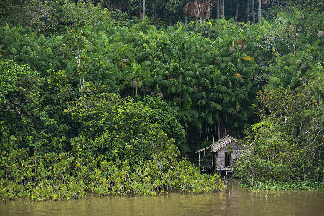 Ein Haus auf Stelzen steht zwischen hohen Palmen am Ufer des Amazonas, Breves-Kanäle, nahe Belem, Para, Brasilien, Südamerika