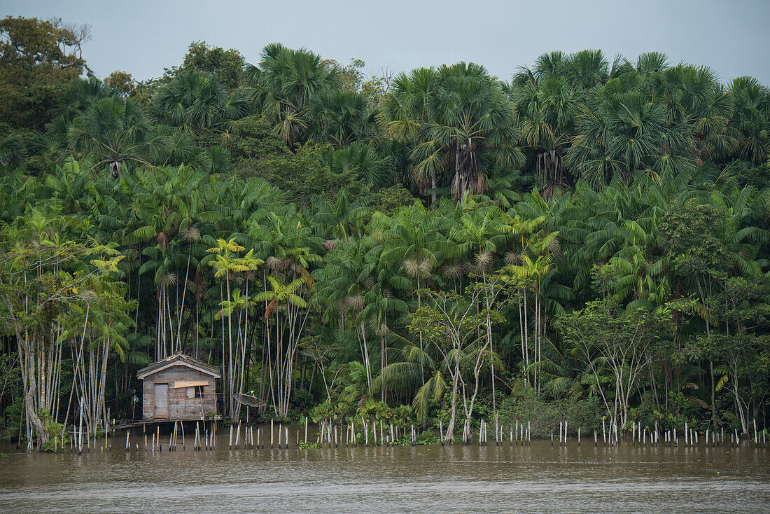 Ein Haus auf Stelzen steht zwischen hohen Palmen am Ufer des Amazonas, Breves-Kanäle, nahe Belem, Para, Brasilien, Südamerika