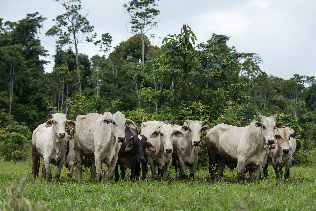 Zebu cattle (Bos primigenius indicus) line up on a tributary of the Amazon River, Marali, Para, Brazil, South America