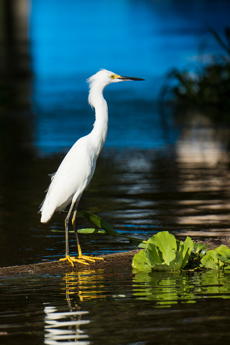 A little egret (Egretta garzetta) stands on a log in an Amazon River tributary, Virasalla, Para, Brazil, South America