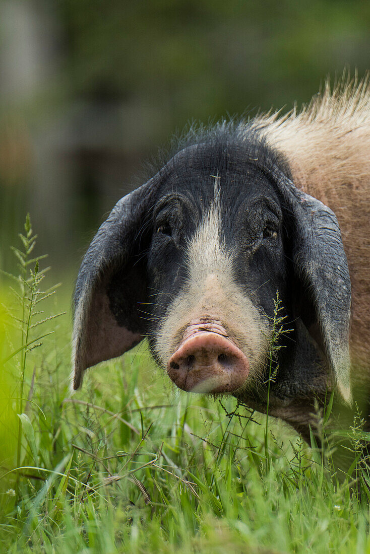 A pig takes a break from feeding among tall grass to eye a passing boat, Marali, Para, Brazil, South America