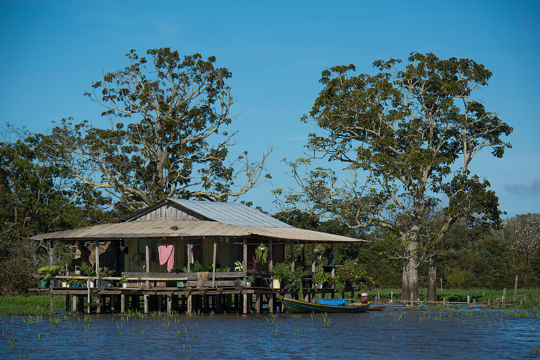 A house on stilts with a wrap-around deck stands in front of two large trees in an Amazon River tributary, Ballalo, Amazonas, Brazil, South America