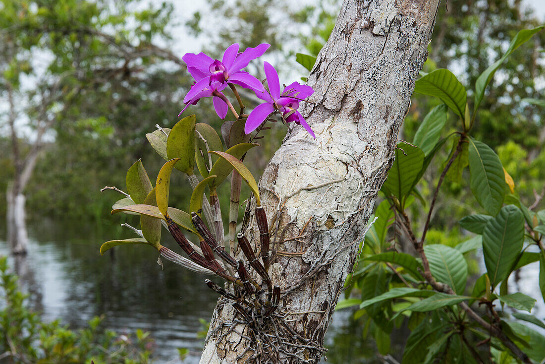 Eine Cattleya-Orchidee (Cattleya labiata) wächst hoch am Stamm eines Baumes in einer überfluteten Gegend entlang des Amazonas, Jutai, Amazonas, Brasilien, Südamerika
