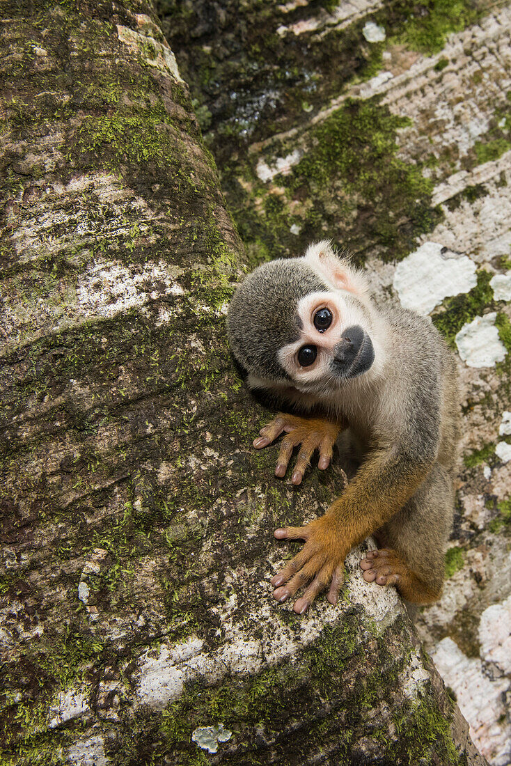 Ein neugieriger Totenkopfaffe (Saimiri sciureus) klammert sich an einen Baumstamm während er den Fotografen auf der Affeninsel (Monkey Island oder Isla de los Micos) am Amazonas betrachtet, nahe Libertad, Amazonas, Kolumbien, Südamerika