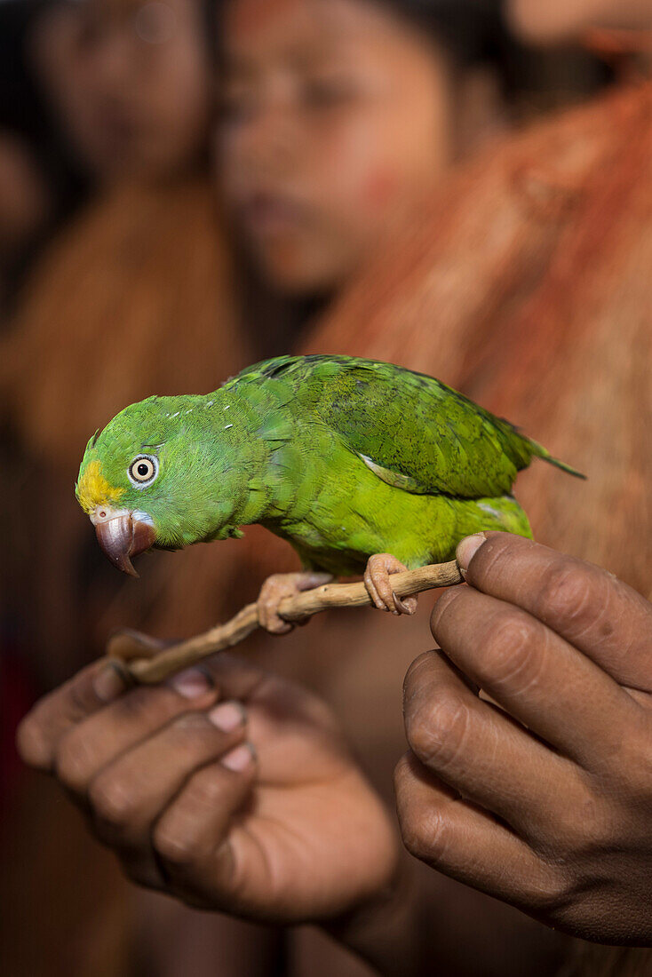 A bright green Amazon parrot (Amazona) with a yellow forehead perches on a stick held by a member of the Yagua people, along the Amazon River, Libertad, Amazonas, Colombia, South America