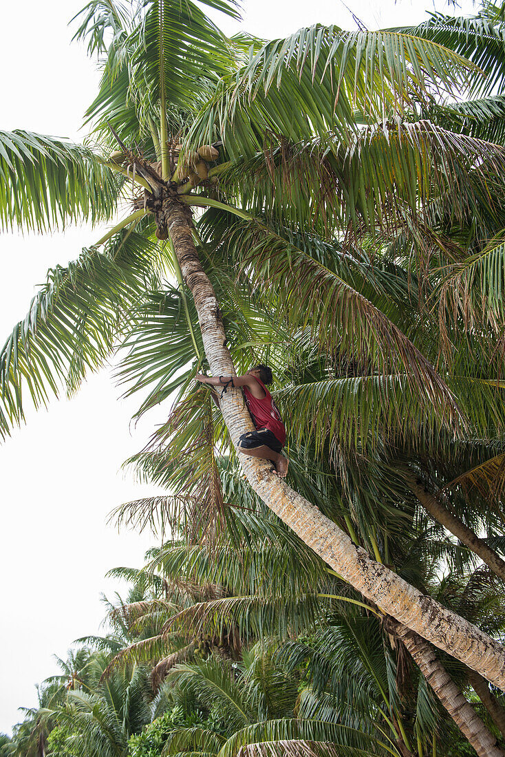 A teenage boy shimmies up the trunk of a palm tree to harvest coconuts, Lamotrek Island, Yap, Federated States of Micronesia, South Pacific