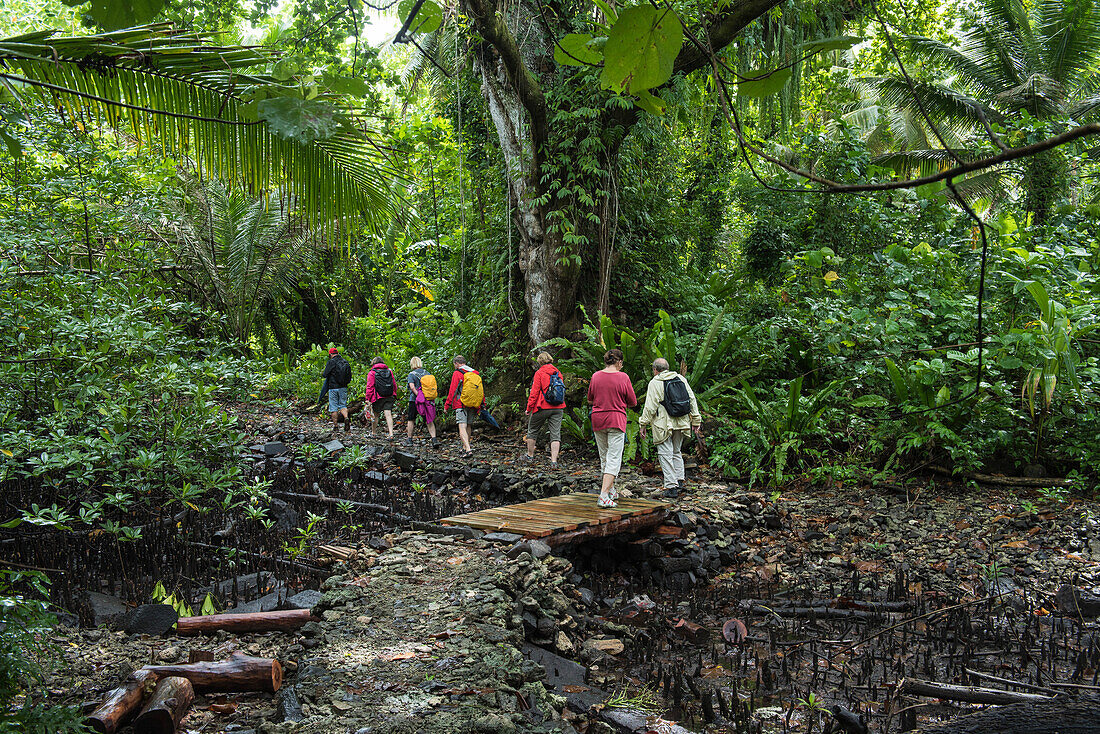 Touristen auf einem Ausflug überqueren eine Holzbrücke um in einen üppigen tropischen Wald zu gelangen, Pohnpei Island, Pohnpei, Föderierte Staaten von Mikronesien, Südpazifik