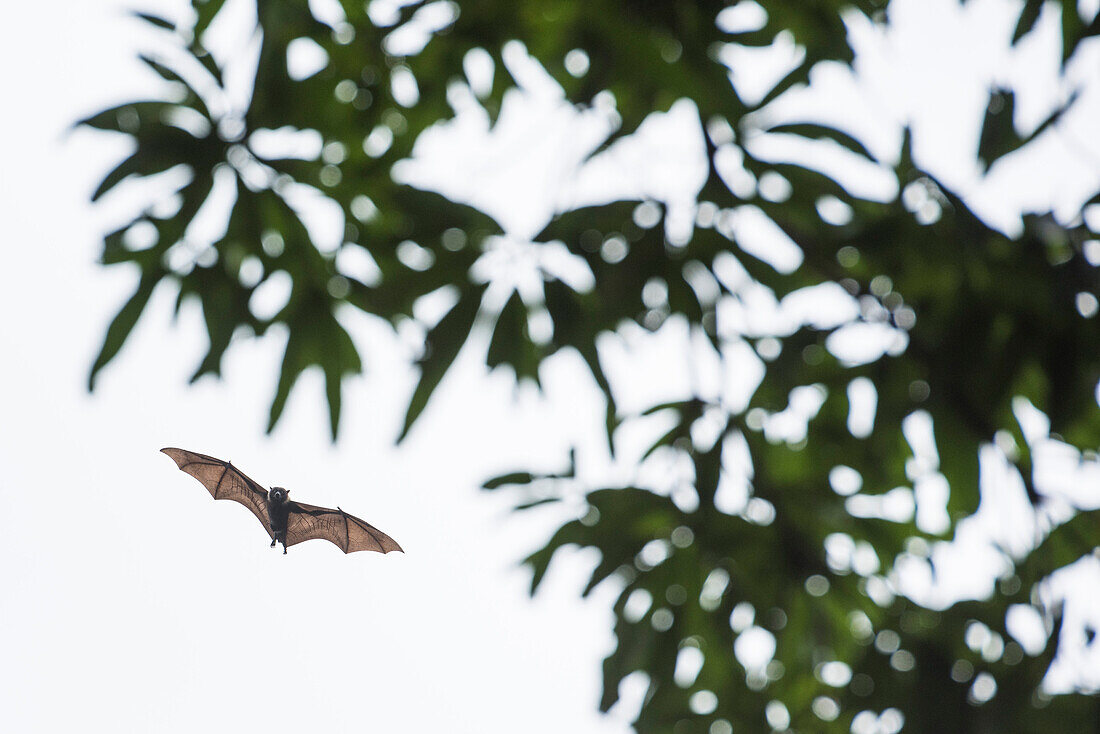 Kosrae Flying Fox (Pteropus ualanus), eine von mehreren Arten von Megabat, fliegt auf einen Mangobaum zu, Kosrae Island, Kosrae, Föderierte Staaten von Mikronesien, Südpazifik