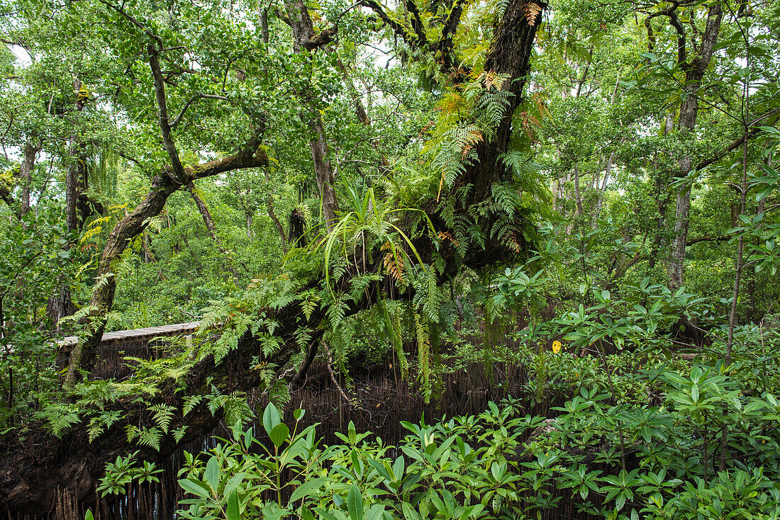 View of lush wild tropical foliage and a boardwalk on the left, Kosrae Island, Kosrae, Federated States of Micronesia, South Pacific