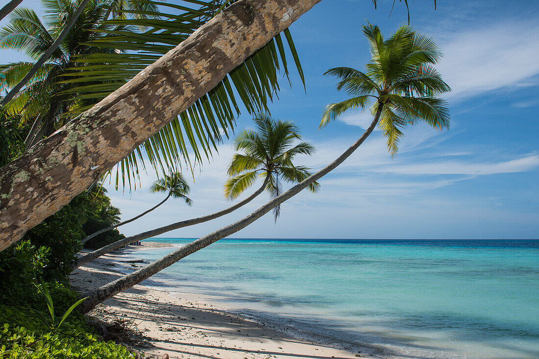 Palmen mit langen geschwungenen Stämmen erstrecken sich in Richtung türkisfarbenem Küstengewässer und blauen Himmel, Bock Island, Ujae Atoll, Marshallinseln, Südpazifik
