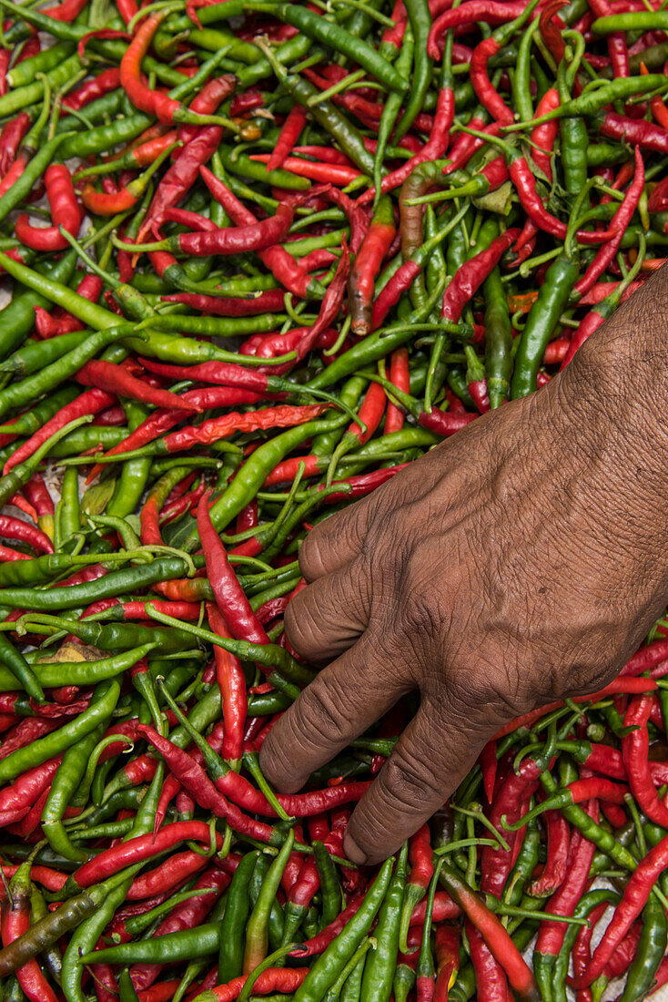Eine dunkelhäutige Hand taucht in eine Masse aus roten und grünen Chilis, Lautoka, Viti Levu, Fidschi, Südpazifik