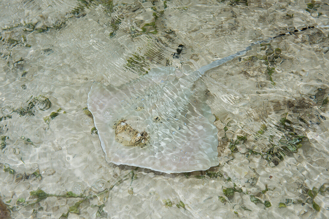 A well-camouflaged, sand-colored skate (family Rajidae) swims in shallow waters, Fulaga Island, Lau Group, Fiji, South Pacific