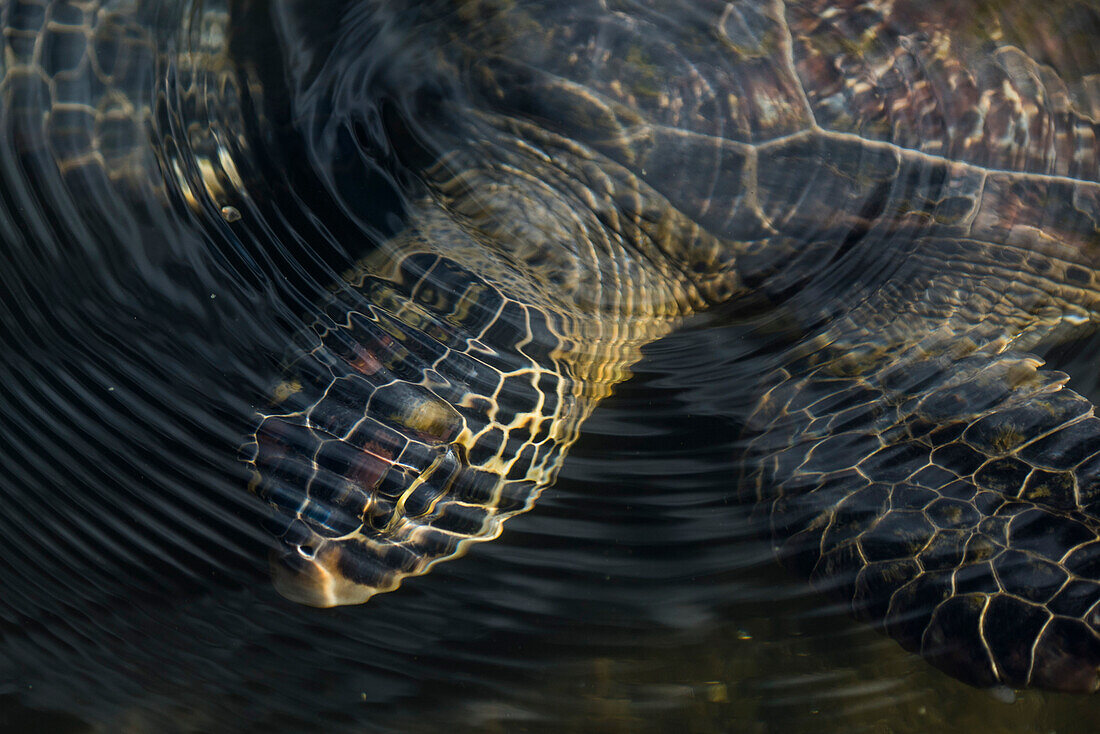 Eine grüne Meeresschildkröte (Chelonia mydas) schwimmt im seichten Wasser, Fagamalo, Savai'i, Samoa, Südpazifik