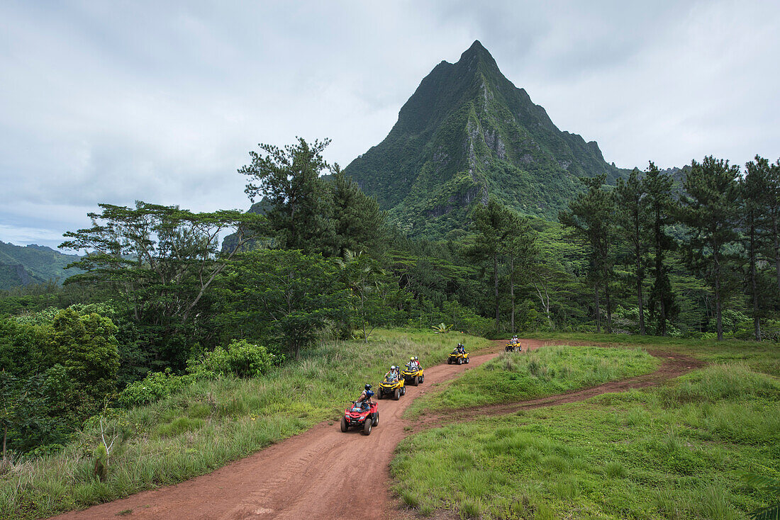 An excursion group of tourists on 4WD quad bikes on a rust red dirt road through lush vegetation approaches a scenic viewpoint, Moorea, Society Islands, French Polynesia, South Pacific