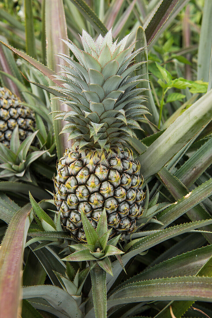 A pineapple grows in a large field atop thorny leaves, Moorea, Society Islands, French Polynesia, South Pacific