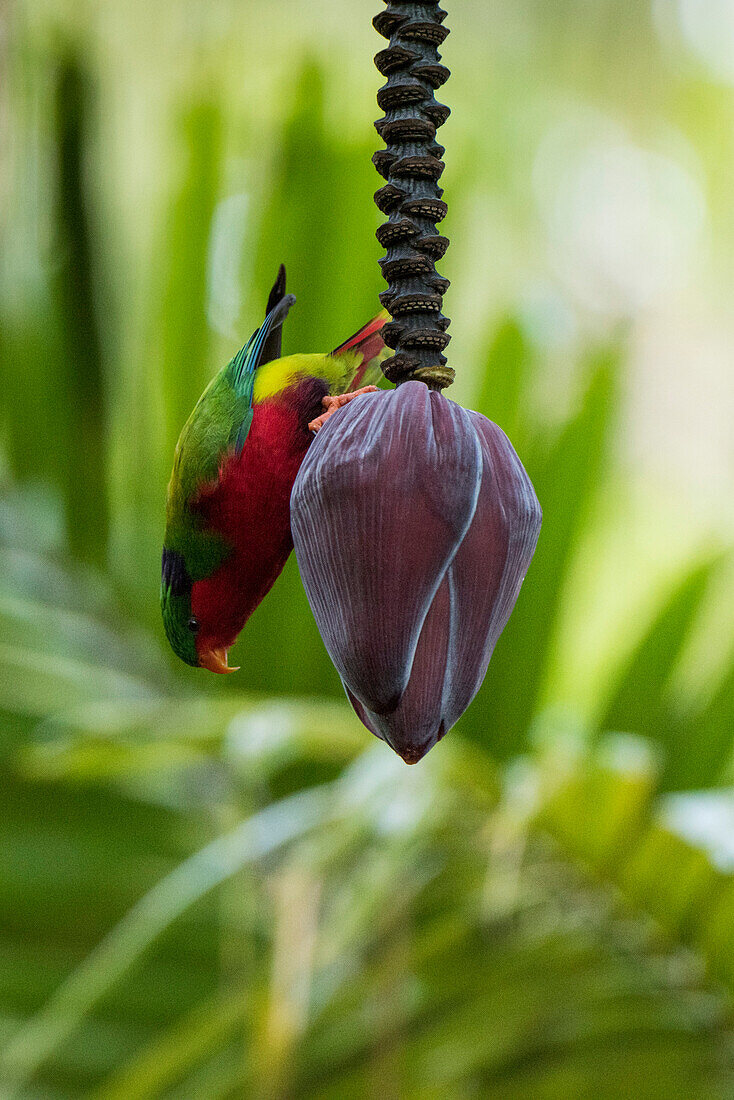 Ein bunter Kuhls Lorikeet (Vini kuhlii) hängt umgedreht an einer Bananenblume mit grünen Palmen im Hintergrund, Rimatara, Austral-Inseln, Französisch-Polynesien, Südpazifik