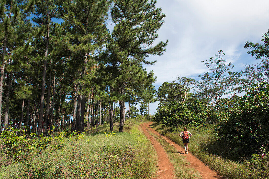 Ein einzelner Wanderer in Shorts läuft auf einem Feldweg zwischen Bäumen und Grasflächen, Rimatara, Austral-Inseln, Französisch-Polynesien, Südpazifik