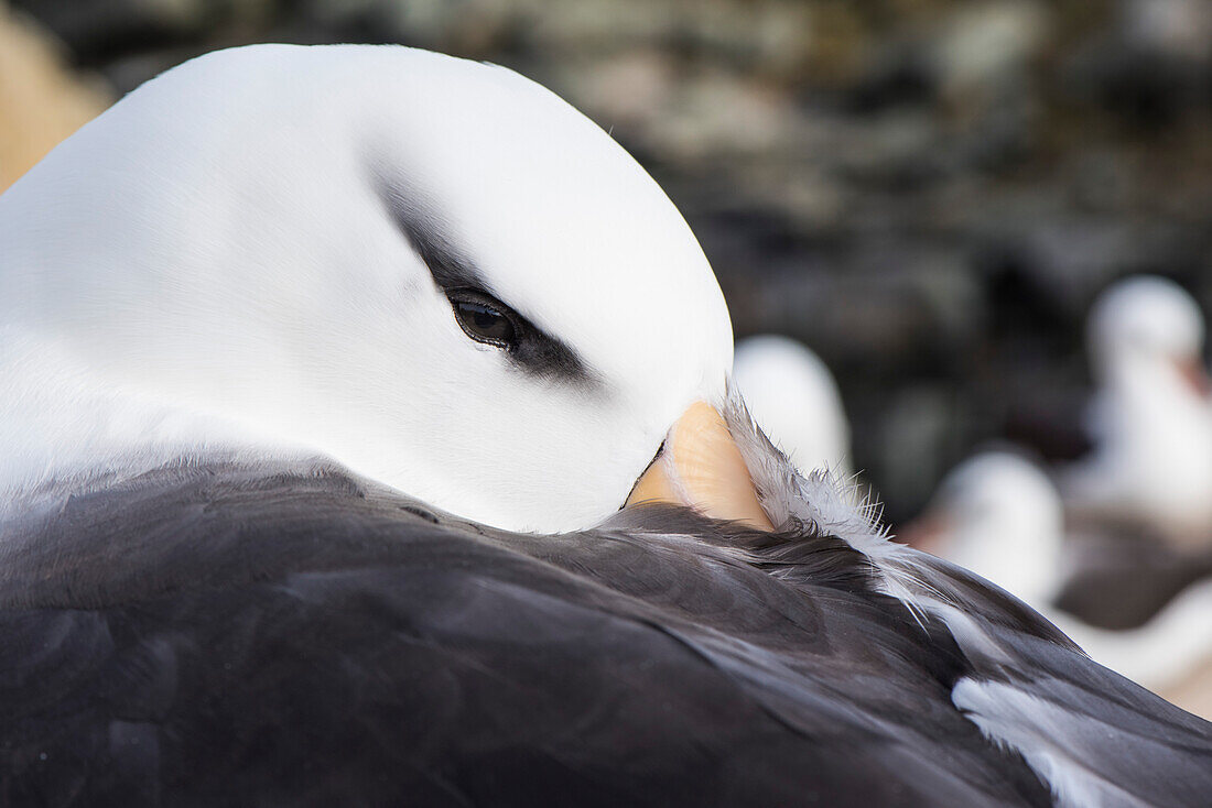 Ein schwarzbrauen Albatros (Thalassarche melanophris) vergräbt seinen Schnabel vor dem Nickerchen in den Flügelfedern, New Island, Falklandinseln, Britisches Überseegebiet