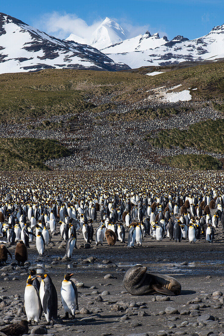 A male Antarctic fur seal (Arctocephalus gazella) lies in front of tens of thousands of King penguins (Aptenodytes patagonicus), stretching onto the distant hillside, Salisbury Plain, South Georgia Island, Antarctica