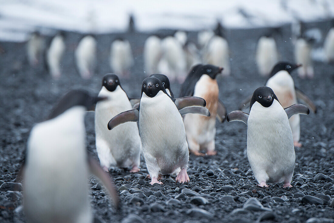 A group of Adélie penguins (Pygoscelis adeliae) in light snow march along the beach, heading to the water, Brown Bluff, Weddell Sea, Antarctic Peninsula, Antarctica