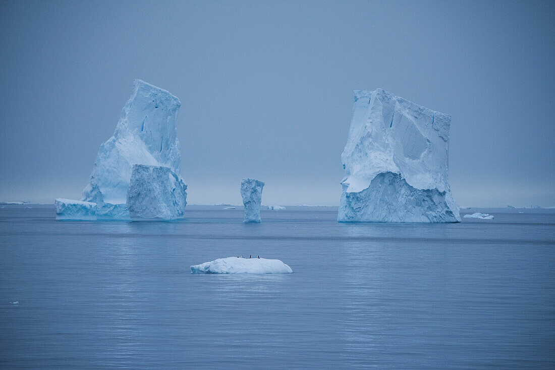 Mehrere Adélie Pinguine (Pygoscelis adeliae) ruhen auf einem kleinen Stück Eis und werden von den drei Türmen eines einst viel größeren Eisbergs im Hintergrund in den Schatten gestellt, Wilhelmina Bay, Antarktische Halbinsel, Antarktis