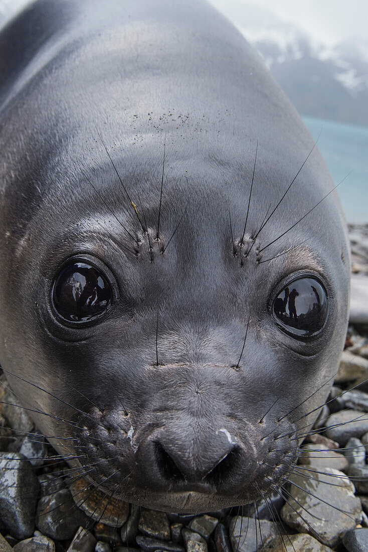 A young southern elephant seal (Mirounga leonina) comes in close for a portrait on a rocky beach, Fortuna Bay, South Georgia Island, Antarctica