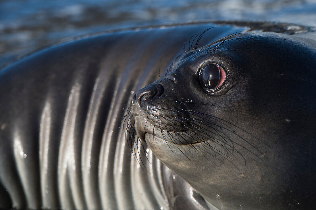 A young southern elephant seal (M. leonina) looks behind into the sun at a passing tourist, Gold Harbour, South Georgia Island, Antarctica