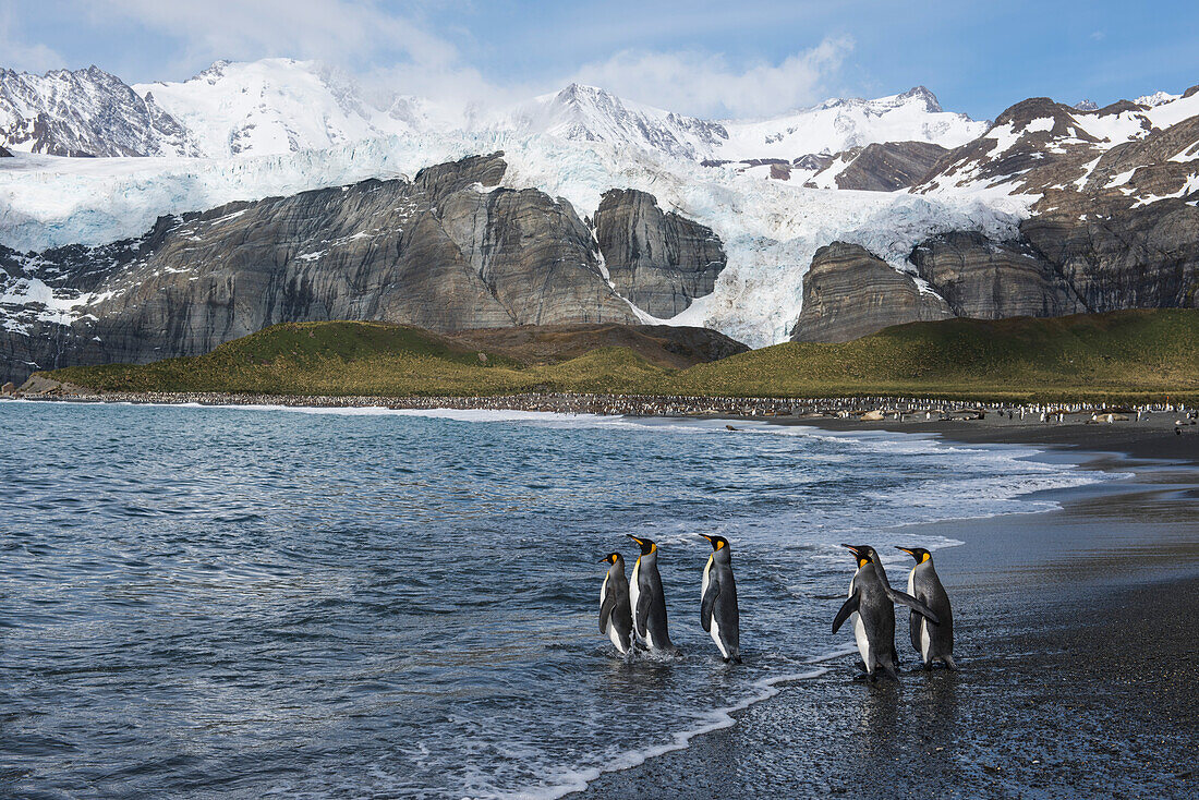 Eine Gruppe von sechs Königspinguinen (Aptenodytes patagonicus) betritt das Wasser, um am frühen Morgen zu schwimmen, mit Gletscher bedeckten Bergen in der Ferne, Gold Harbor, Südgeorgien, Antarktis