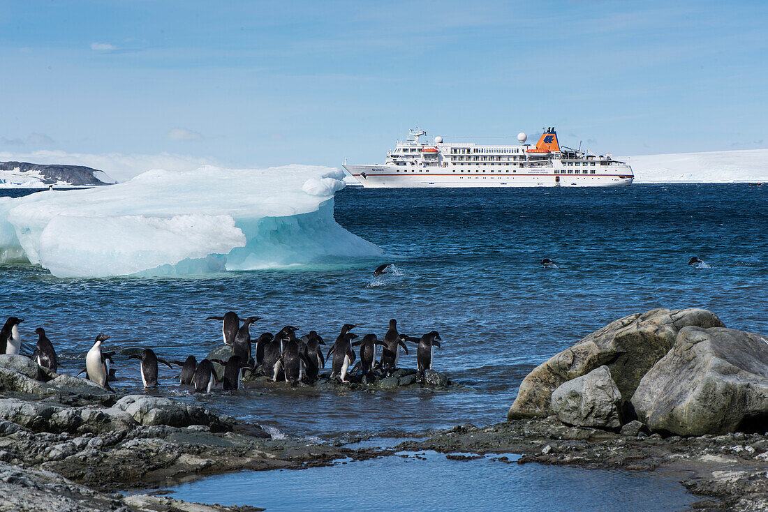Adélie penguins (Pygoscelis adeliae) prepare to enter the water from shore as several returning comrades jump out of the water and expedition cruise ship MS Bremen (Hapag-Lloyd Cruises) in the background, Low Tide Cove, Antarctic Sound, Antarctica