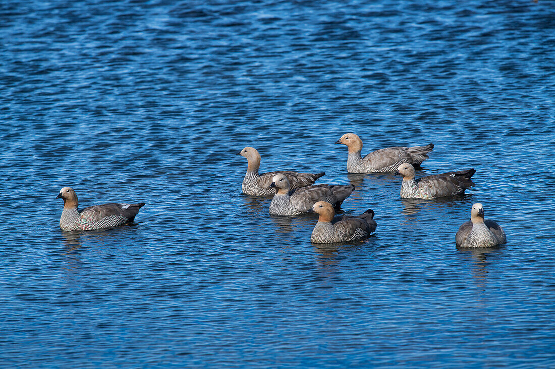 Seven female upland geese, also known as Magellan Geese (Chloephaga picta), swim in deep blue water, Westpoint Island, Falkland Islands, British Overseas Territory