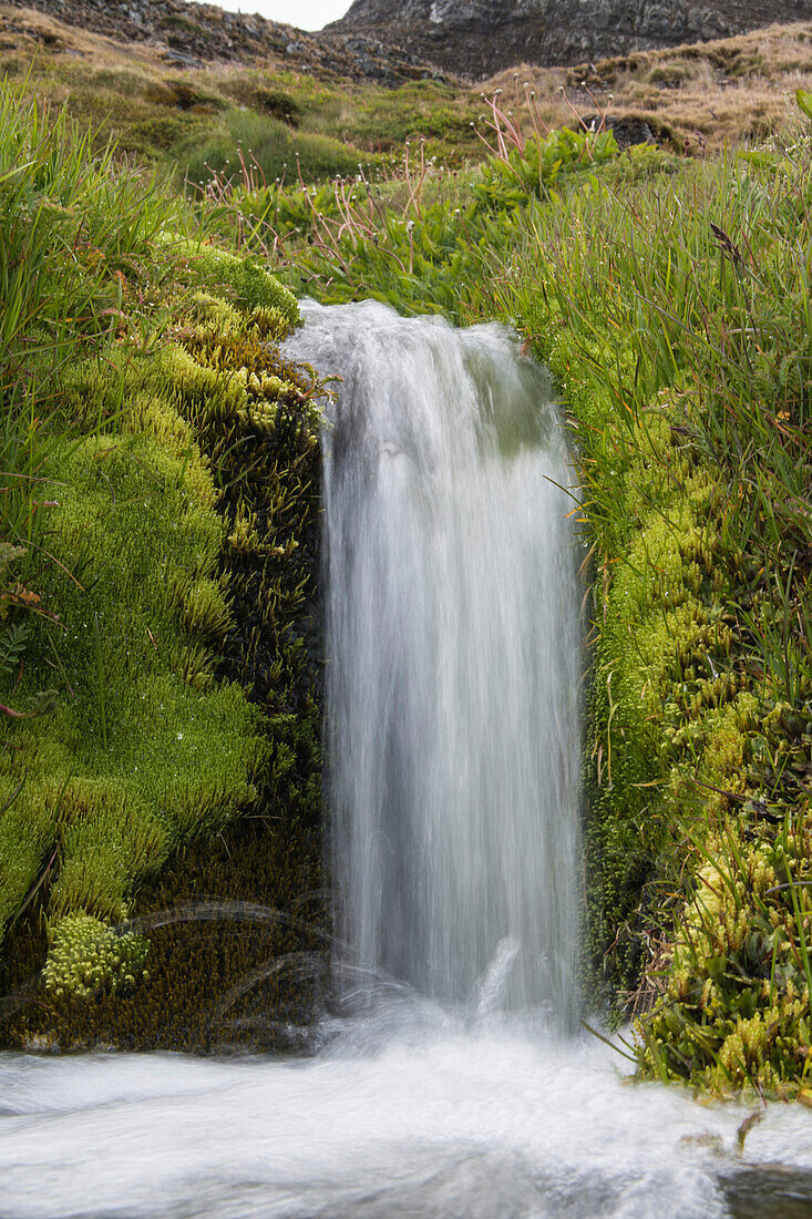 Ein kleiner Wasserfall fließt durch hellgrüne Moose und Gras, Stromness, Südgeorgien, Antarctica