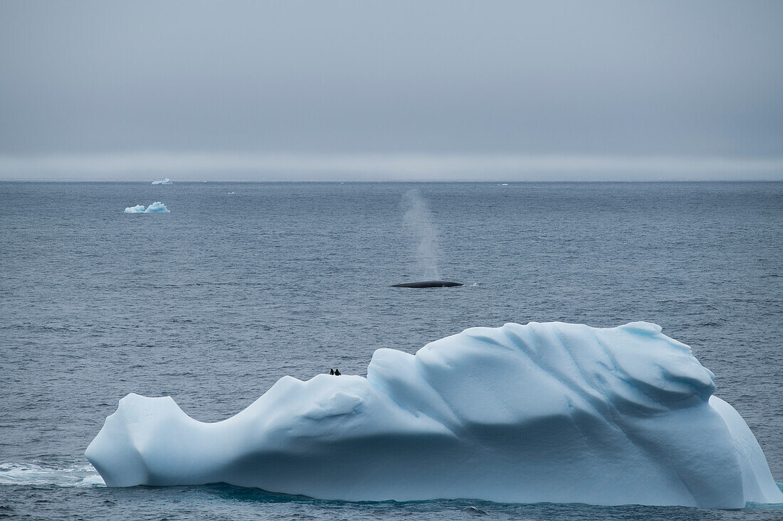 A fin whale (Balaenoptera physalus) seen beyond an iceberg occupied by three Chinstrap penguins (Pygoscelis antarcticus), blows in blue-gray seas, near Base Orcadas, South Orkney Islands, Antarctica