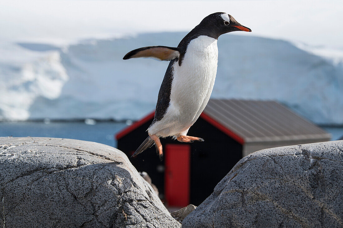 Ein Gentoo Pinguin (Pygoscelis papua) ist im Sprung zwischen zwei Felsen zu sehen, mit einem rot-schwarzen Speicherschuppen im Hintergrund, Port Lockroy, Wiencke Island, Antarktis