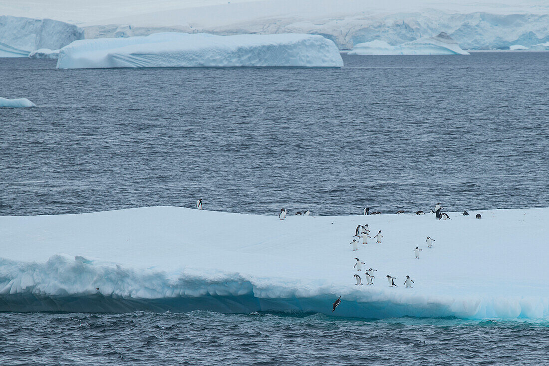 Gentoo penguins (Pygoscelis papua) approach the edge of a large ice floe while one is seen in mid-dive, entering the ocean, Port Lockroy, Wiencke Island, Antarctica