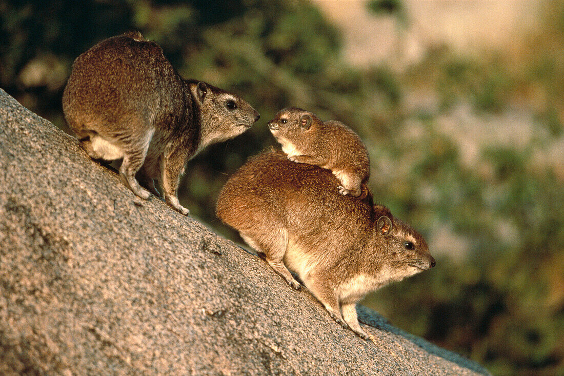 Rock Hyrax (Procavia capensis) family, Serengeti National Park, Tanzania