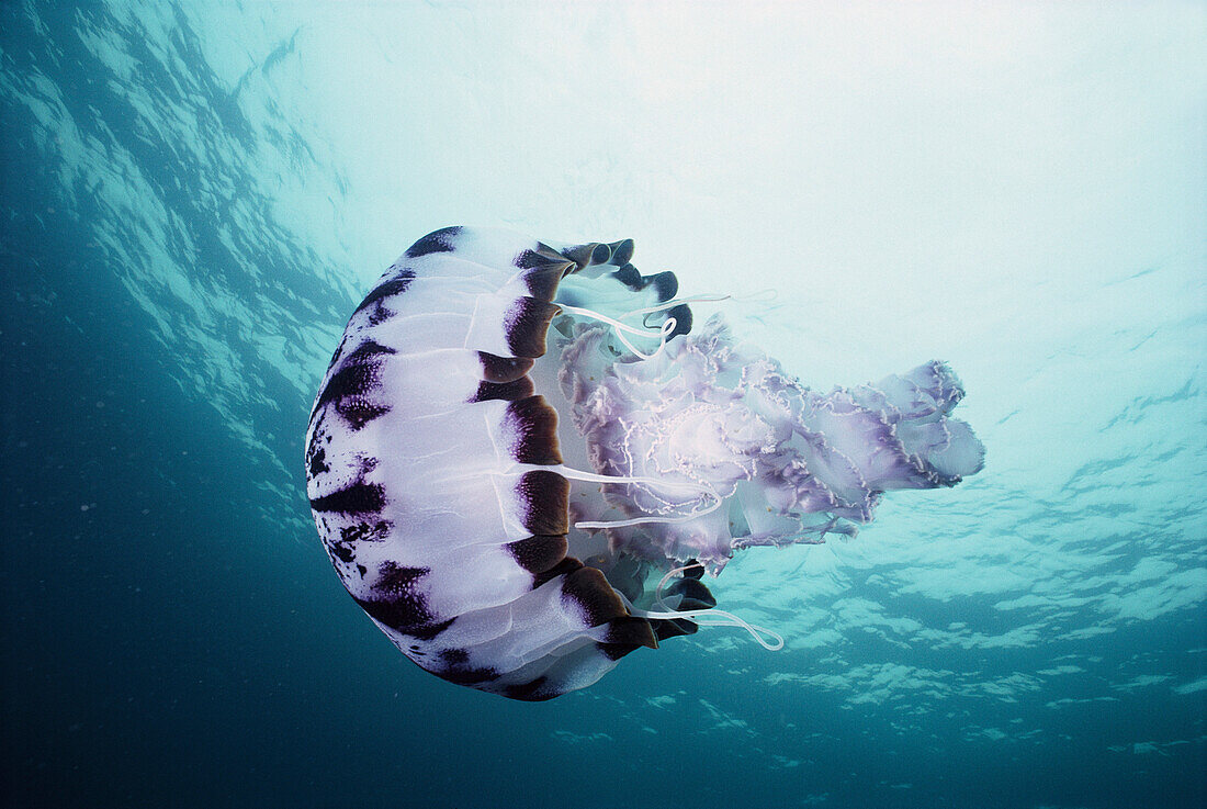 Giant Pelagic Jellyfish (Pelagia panopyra) many animals are associated with this poisonous floating object, Monterey, California