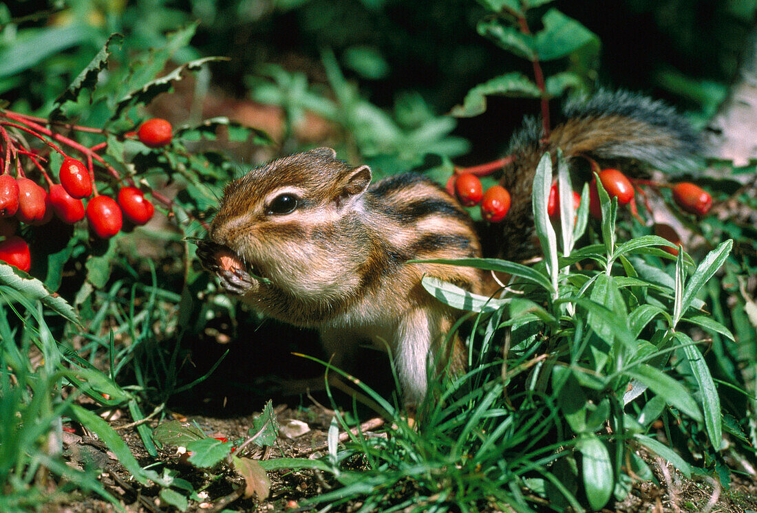Siberian Chipmunk (Tamias sibiricus) feeding on berries, North America
