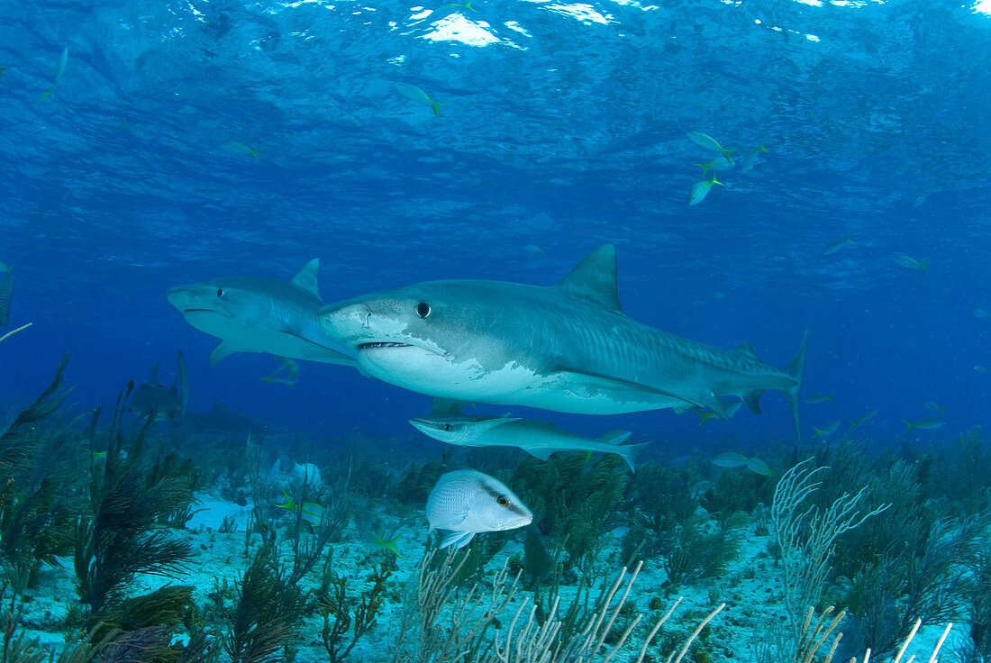Tiger Shark (Galeocerdo cuvieri) pair, Bahamas, Caribbean