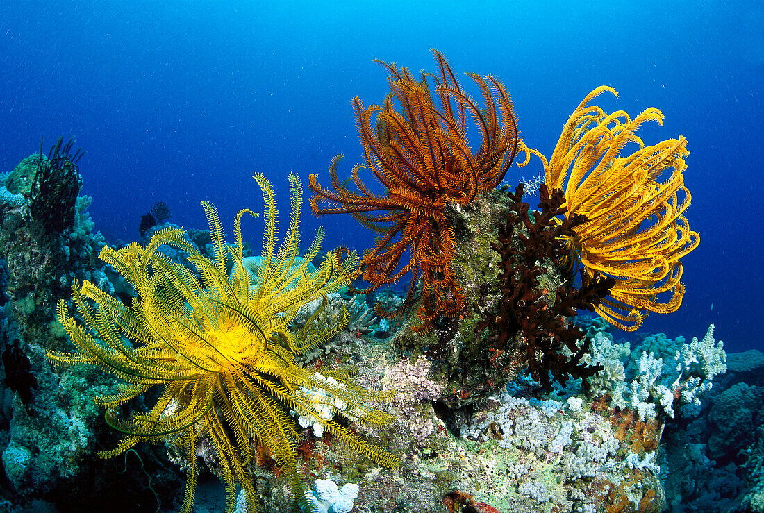 Feather Star (Oxycomanthus bennetti) sitting atop a coral Bommie, Great Barrier Reef, Queensland, Australia