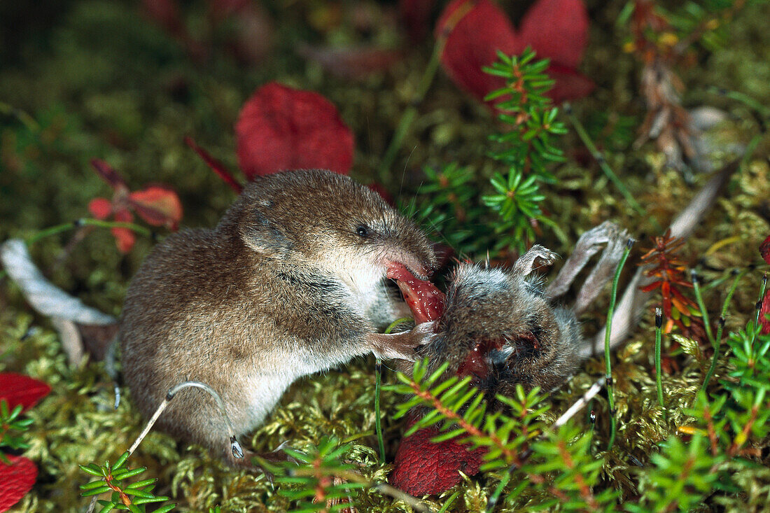 Tundra Shrew (Sorex tundrensis) eating another shrew, boreal pond habitat, Alaska