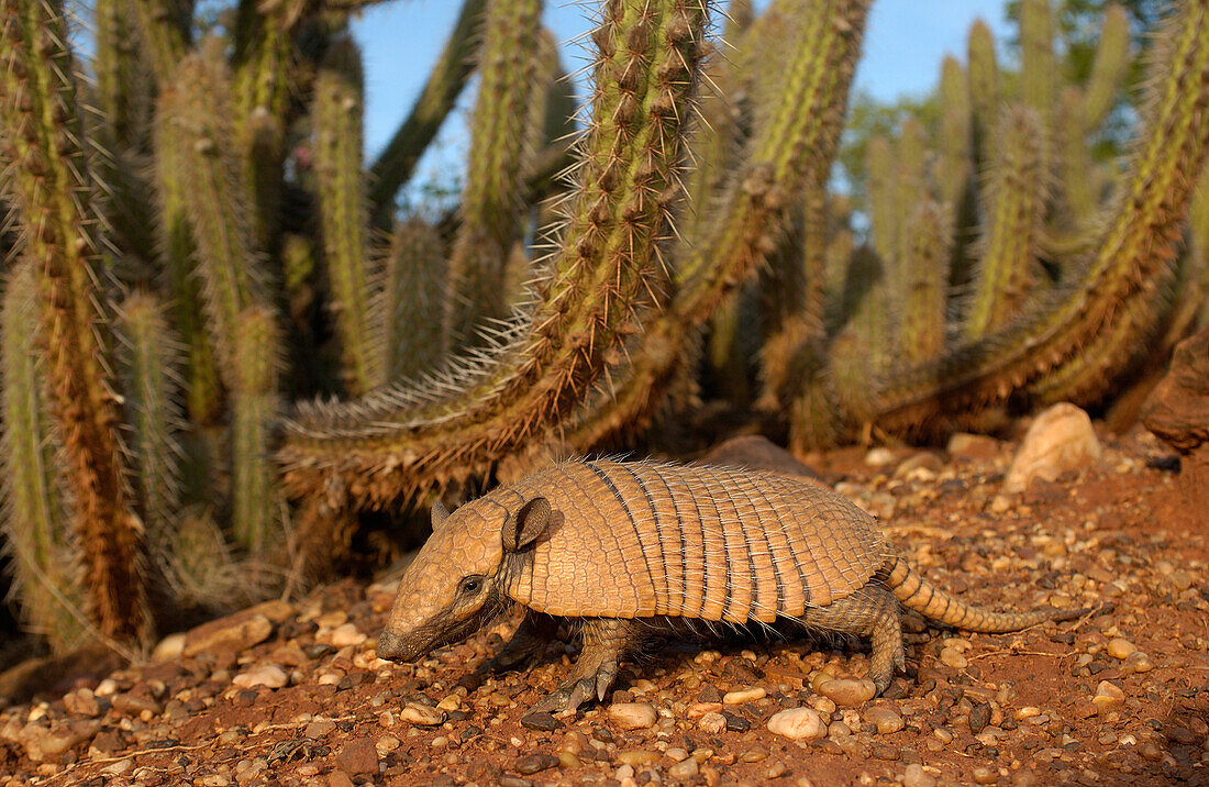 Yellow Armadillo (Euphractus sexcinctus) walking beneath a cactus, Caatinga habitat, South America