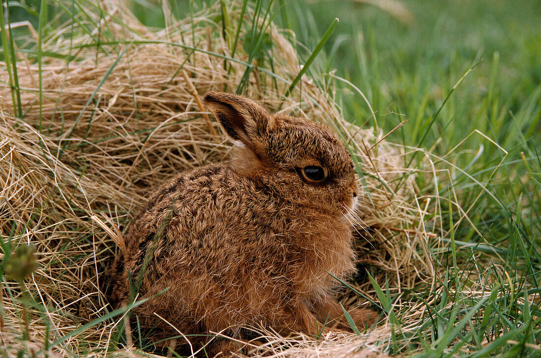 European Hare (Lepus europaeus) young, Europe