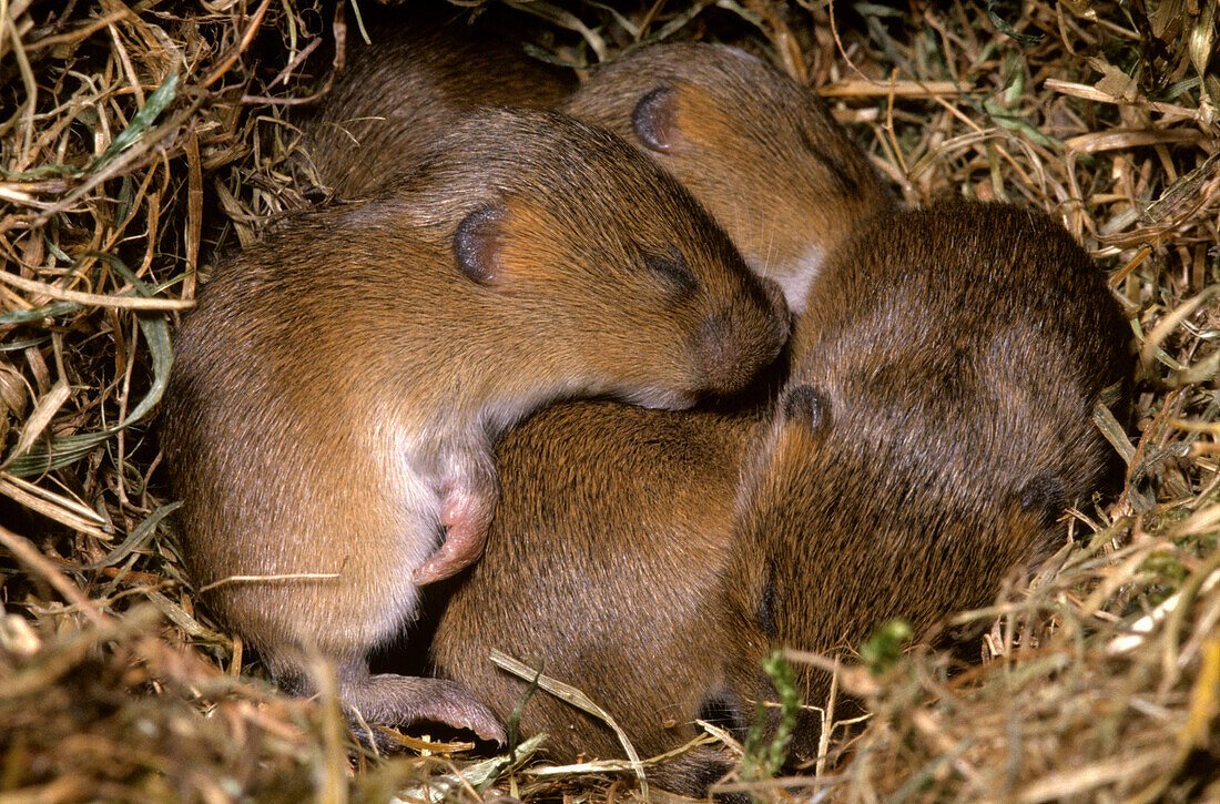 Common Vole (Microtus arvalis) babies sleeping together in nest, Europe