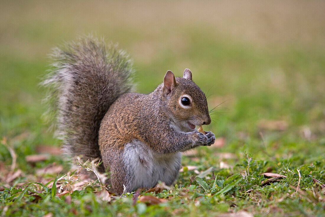 Eastern Gray Squirrel (Sciurus carolinensis) eating a nut, Florida