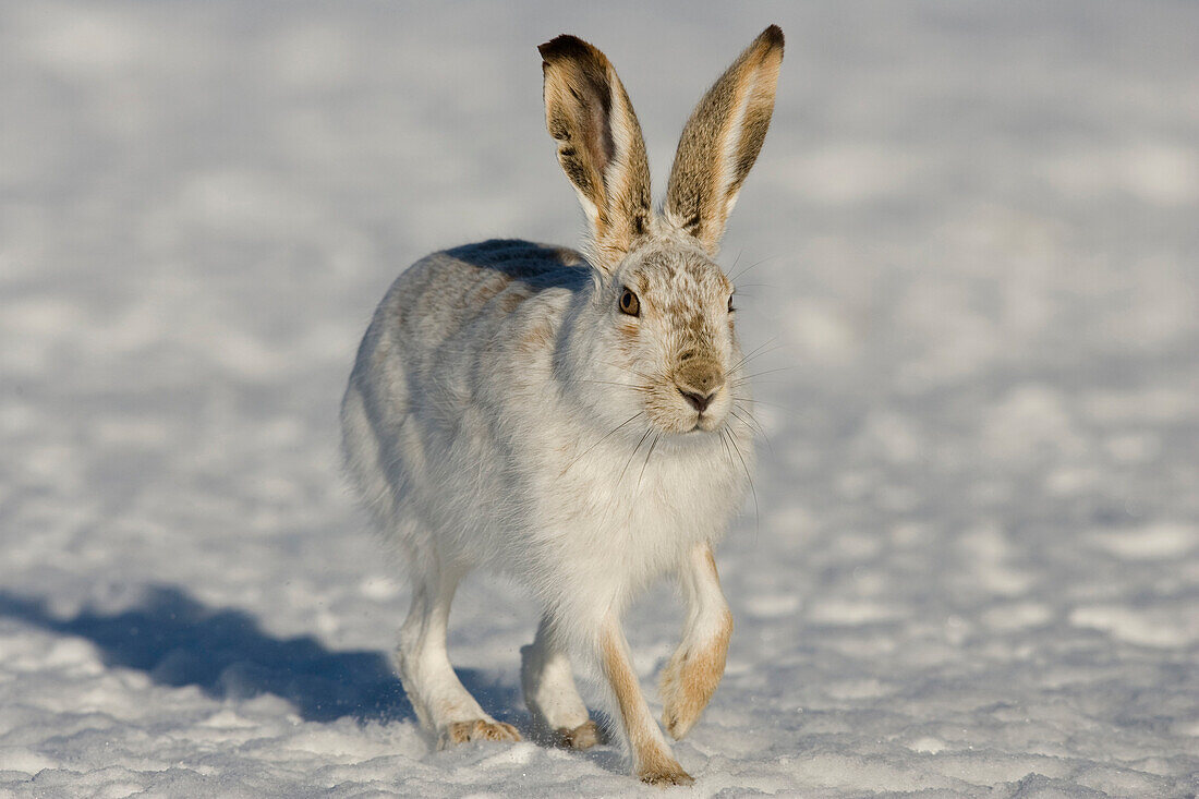 White-tailed Jack Rabbit (Lepus townsendii) hopping in winter coat, eastern Montana