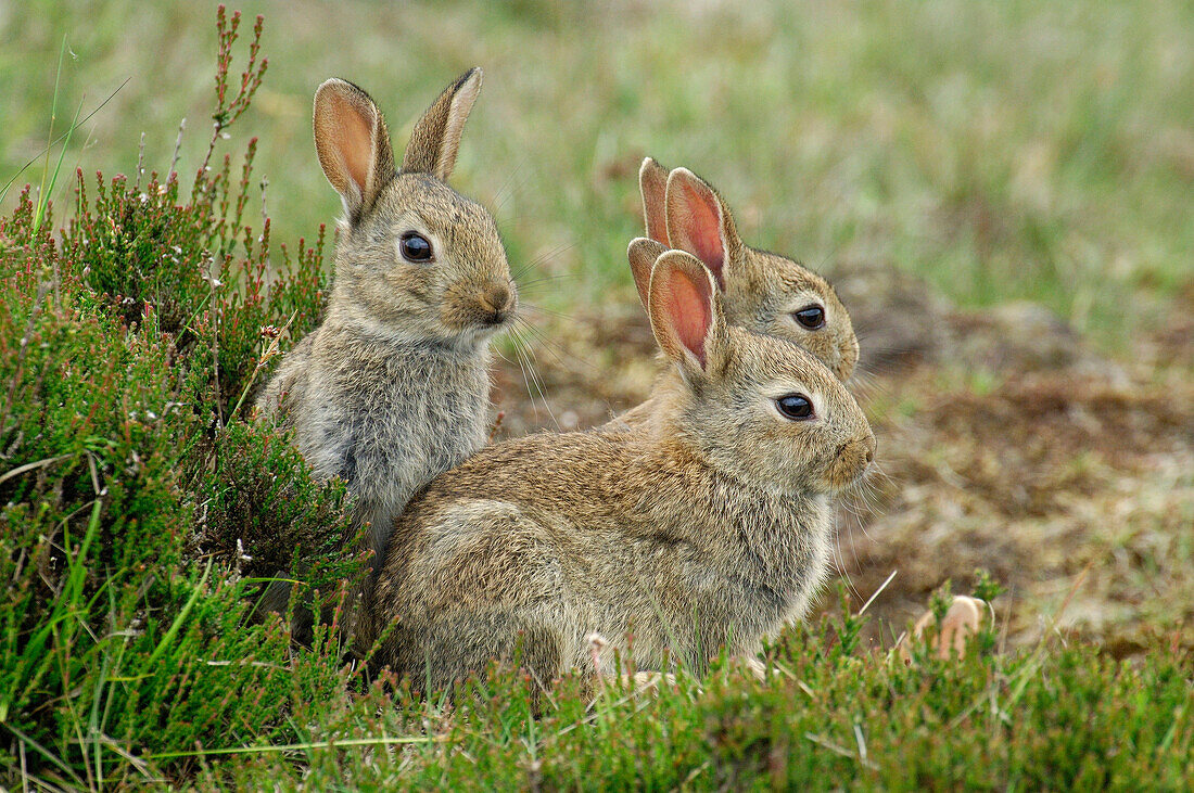 European Rabbit (Oryctolagus cuniculus) group, Hoge Veluwe National Park, Gelderland, Netherlands