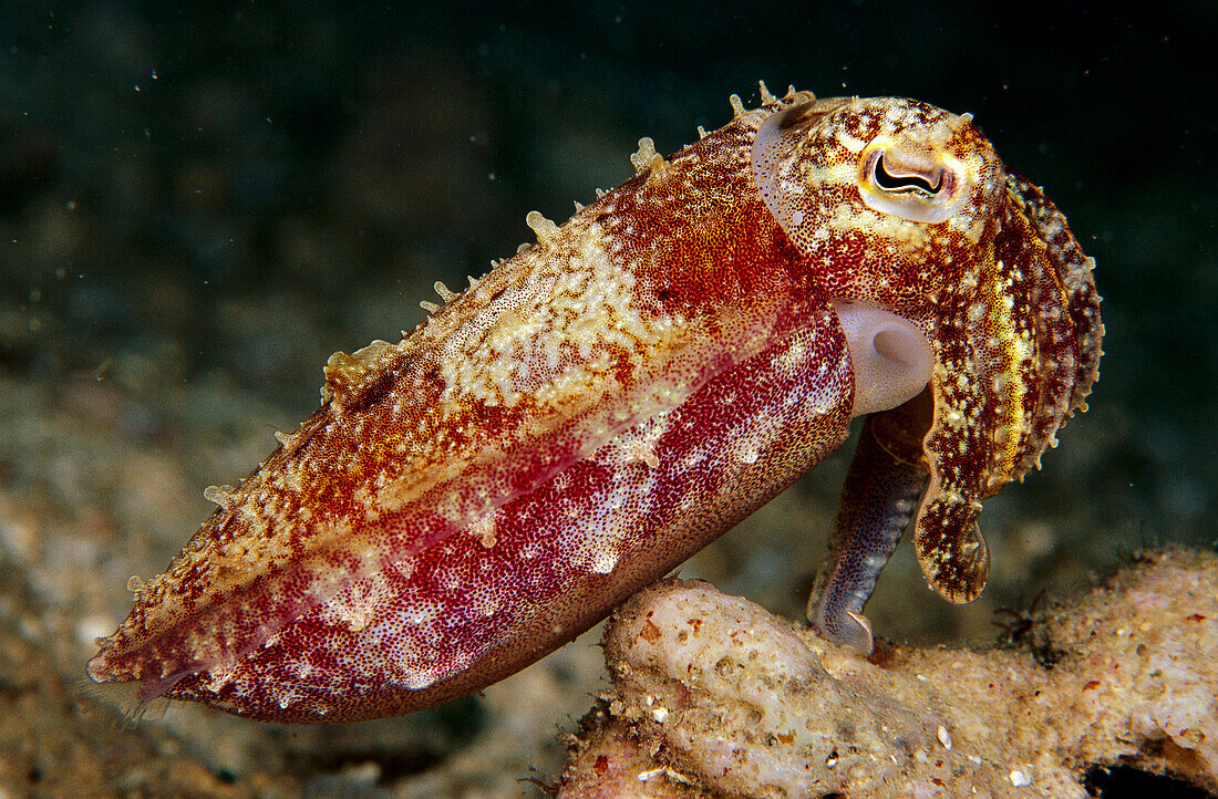 Cuttlefish (Sepia sp)with siphon visible, Papua New Guinea