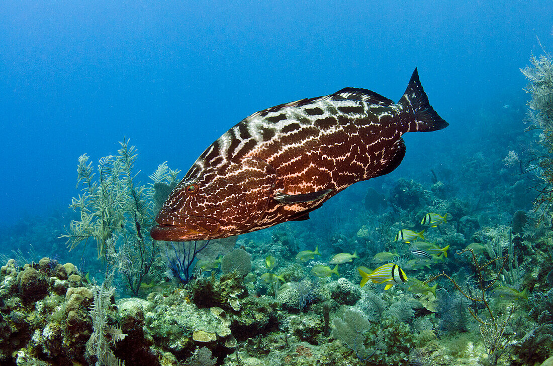 Black Grouper (Mycteroperca bonaci) swimming over reef, Jardines de la Reina National Park, Cuba