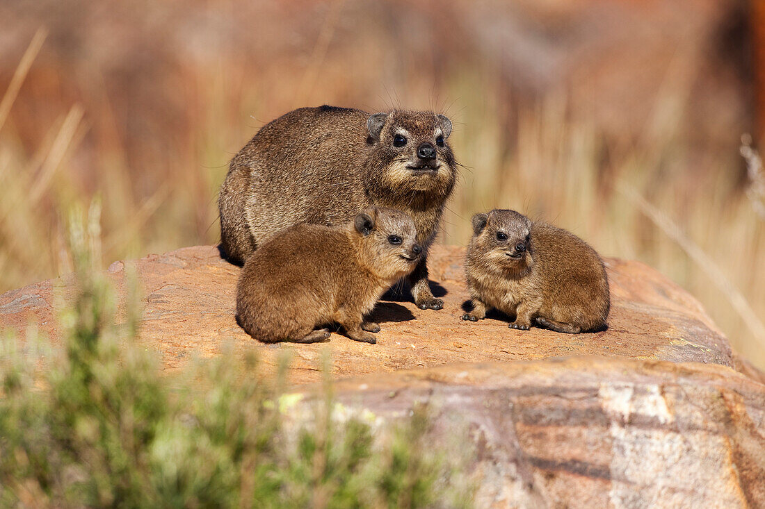 Rock Hyrax (Procavia capensis) mother and young, Marakele National Park, Limpopo, South Africa